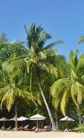 Insel mit Palmenstrand