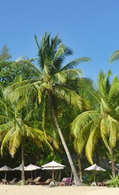 Insel mit Palmenstrand