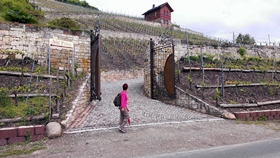 Reisen zum Wein - Jungweinwochen und Weinfruehling in Freyburg