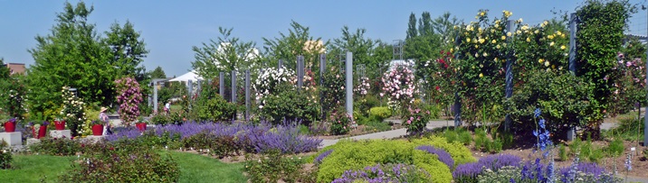 Sangerhausen - Welthauptstadt der Rosen