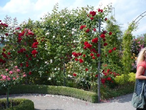 Rosarium in Sangerhausen