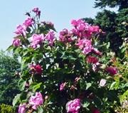 Europa-Rosarium - Rosen in Sangerhausen