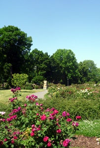 Gehölze im Rosarium Sangerhausen