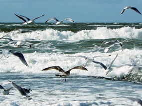 Nordseeküste in Belgien