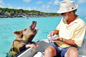 SchwimmendeSchweine auf den Bahamas