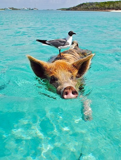 Staniel Cay auf den Bahamas - Schweine am Strand und im Meer