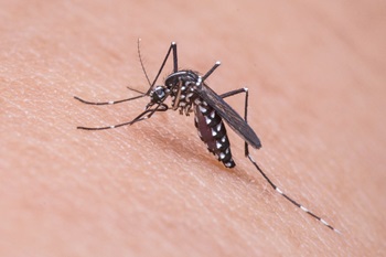 Zika-Virus - Wichtig ist Mückenschutz