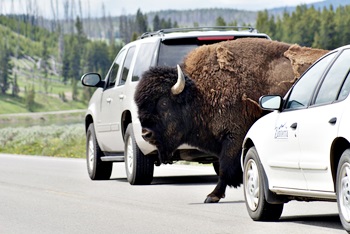 Mit dem Auto durch die USA - wenn Bisons die Straße benutzen, wartet man als Autofahrer lieber