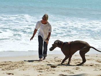 Urlaub in Zeeland mit Hund