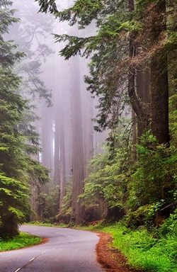 Redwood National Park