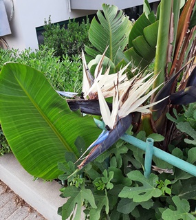 Kreta Reisen - Blütenpracht im Frühling Kreta Blütenpracht Frühling