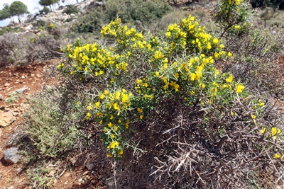 Kreta - Urlaub im Frühling Reisen nach Kreta im Frühling