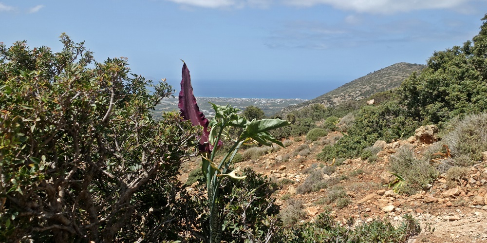 Urlaub auf Kreta - Natur im Frühling Kreta Natur