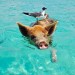 Staniel Cay auf den Bahamas - Schweine am Strand und im Meer